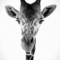 Sticking My Neck Out